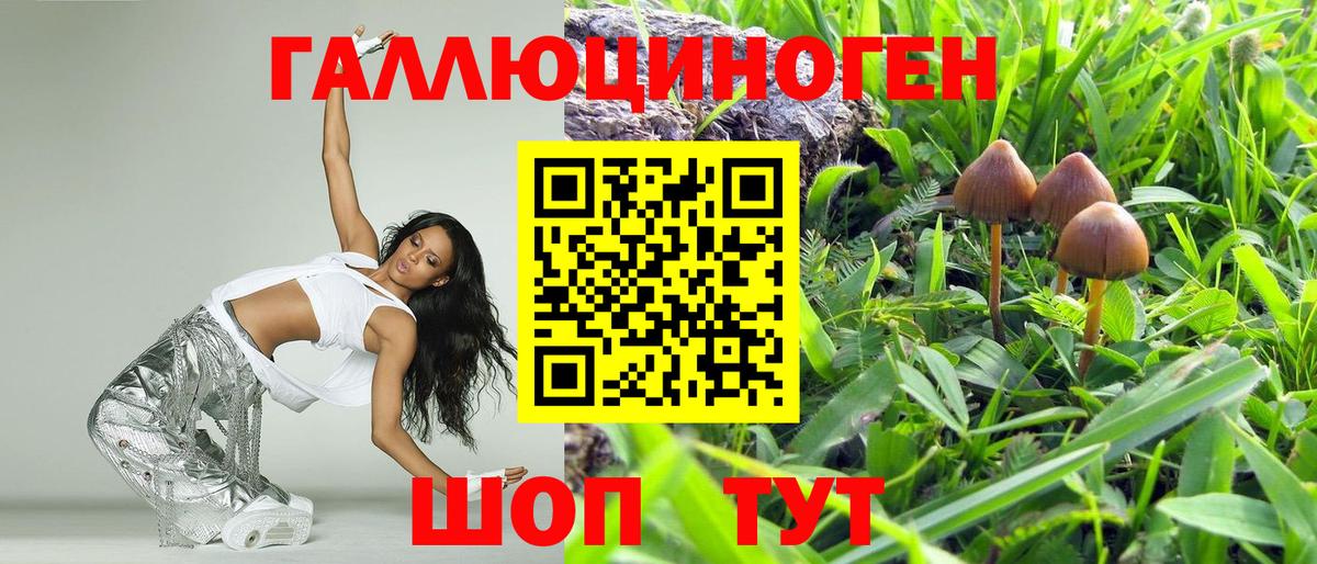 Галлюциногенные грибы Psilocybine cubensis Кисловодск